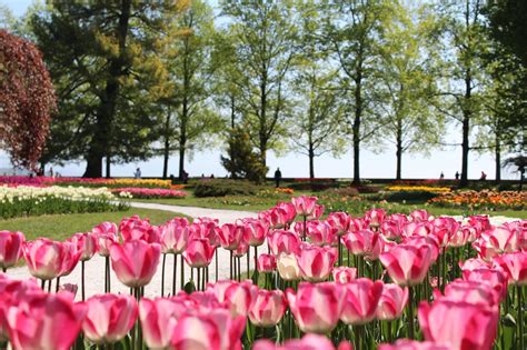 morges tulpen|Tulpenfest von Morges 2024: Frühlingsfarben und。